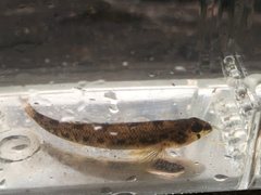 Etheostoma