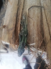 Liolaemus cyanogaster