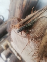 Liolaemus cyanogaster