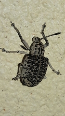 Cydianerus latruncularius
