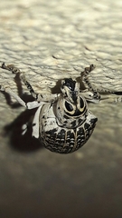 Cydianerus latruncularius