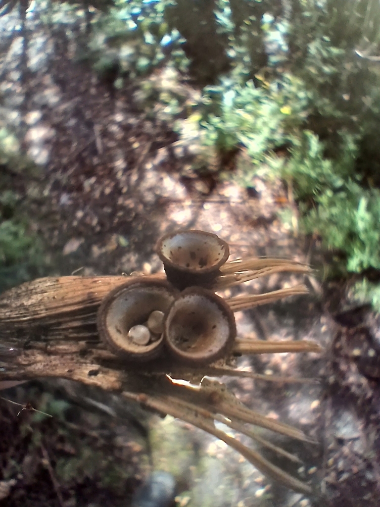 Crucibulum simile · September 2025 · photo: © mphnz (iNaturalist, cc0)