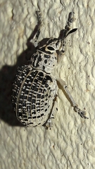 Cydianerus latruncularius