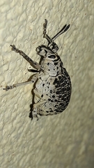 Cydianerus latruncularius