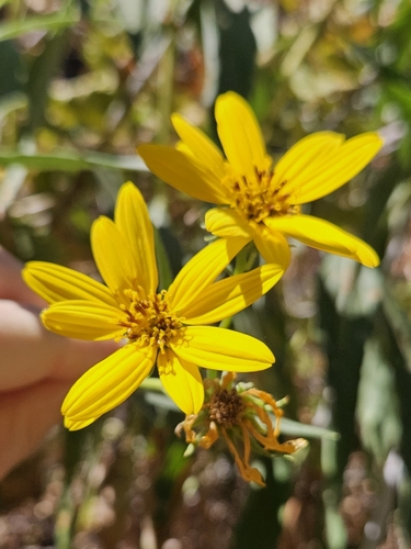 California sunflower (Helianthus californicus)