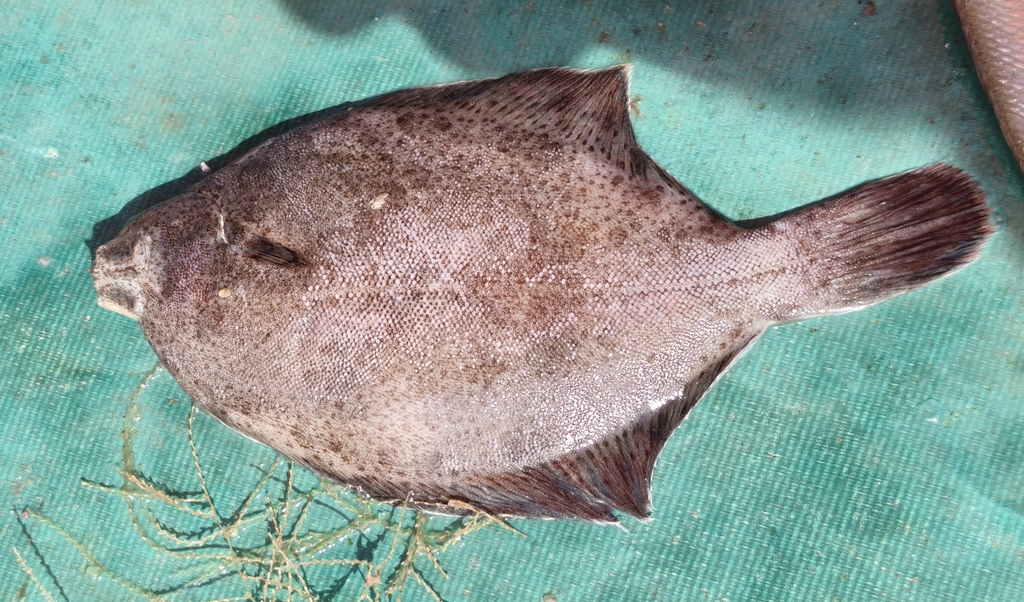 Finespotted flounder (Pleuronichthys cornutus) — Pleuronectidae