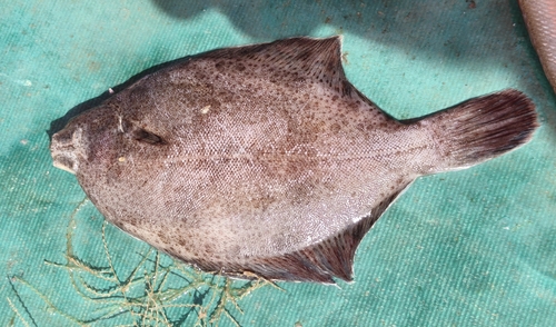 Finespotted flounder (Pleuronichthys cornutus) — Pleuronectidae