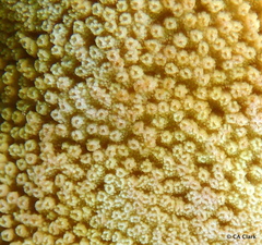 Montipora patula