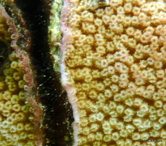 Montipora patula