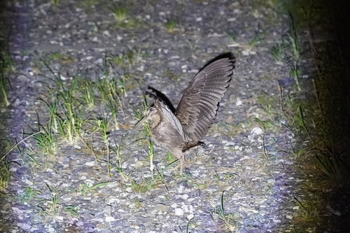 Amami Woodcock (Scolopax mira), photo 4