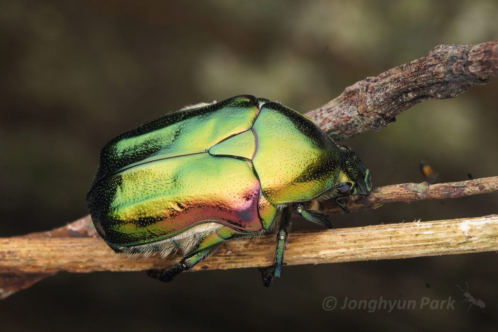 Emerald Beetle
