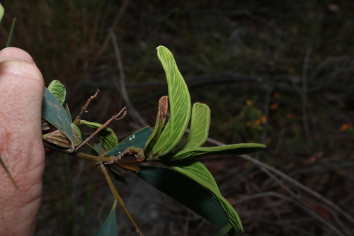 Acacia aulacocarpa, photograph 6