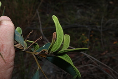 Acacia aulacocarpa, photograph (c) Greg Tasney, some rights reserved (CC BY-SA)