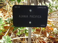 Ajania pacifica