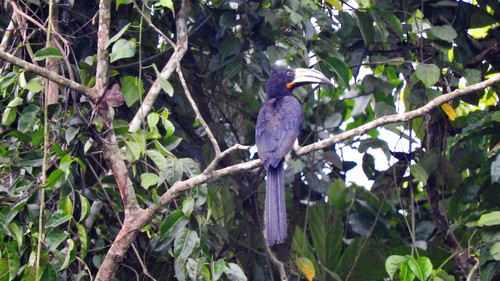Congo Pied Hornbill