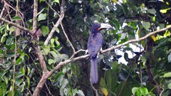 Congo Pied Hornbill photo 3