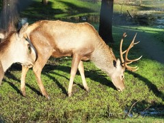 Cervus elaphus maral