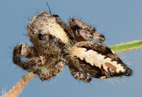 Brown Hyllus Jumping Spider