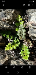 Asplenium subglandulosum