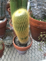 Parodia lenninghausii