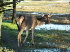 Cervus elaphus maral