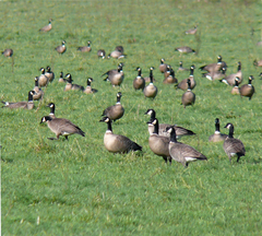 Branta hutchinsii leucopareia