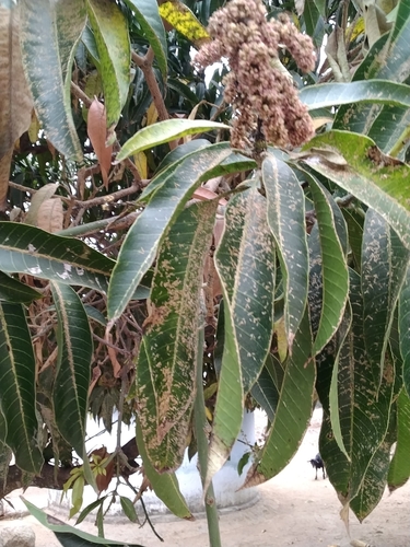 Indian mango