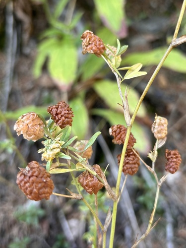 Trifolium aureum iNat (2)