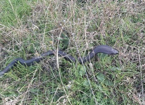 Blue-bellied Black Snake sighting