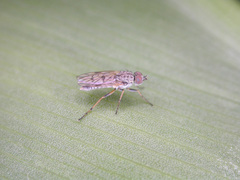 Manestella poecilothorax