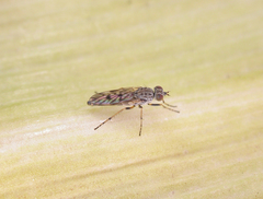 Manestella poecilothorax
