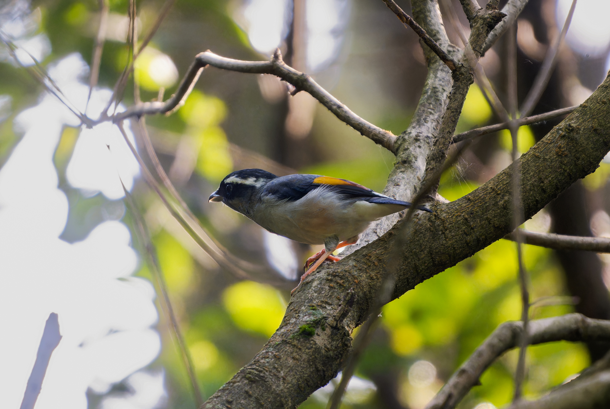 White-browed Shrike-babbler