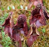 North American Pitcher Plants - Photo (c) Rick Nirschl, some rights reserved (CC BY-NC), uploaded by Rick Nirschl