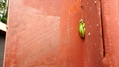 Hyperolius cinnamomeoventris