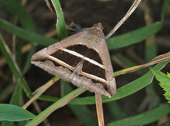 Grammodes bifasciata