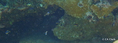 Pycnochromis vanderbilti