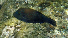 Canthigaster amboinensis