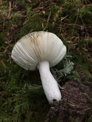 Russula hypofragilis