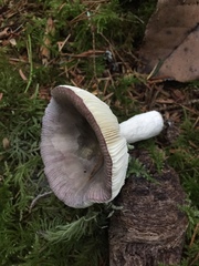 Russula hypofragilis