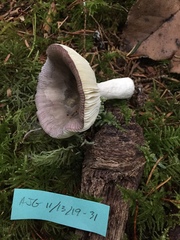 Russula hypofragilis