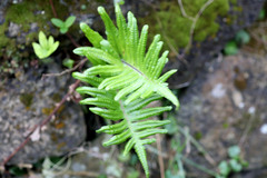 Polypodium macaronesicum azoricum