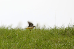 Motacilla cinerea patriciae