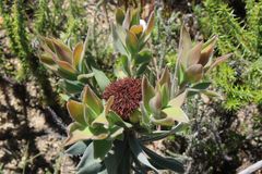 Leucadendron daphnoides