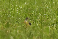 Motacilla cinerea patriciae