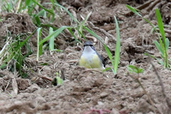 Motacilla cinerea patriciae