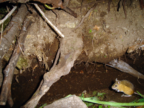 Southern Pacific Jumping Mouse