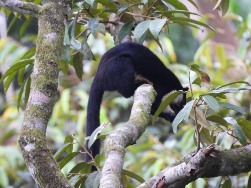 Black Giant Squirrel