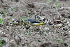 Motacilla cinerea patriciae