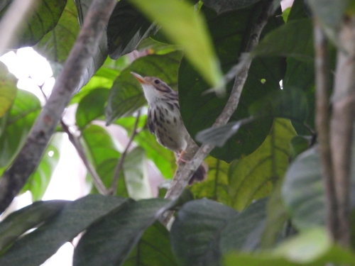 Puff-throated Babbler