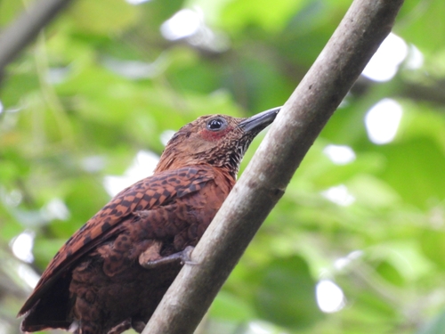 Rufous Woodpecker